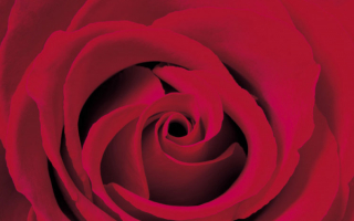 Классическая роза