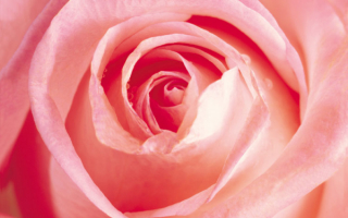 Замечательная роза