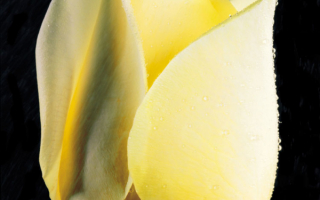 Желтая китайская роза