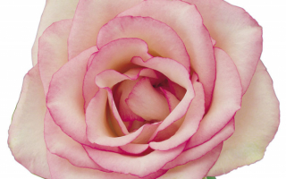 Роза на белом фоне