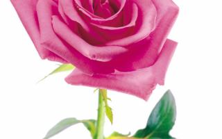 Стебель розы