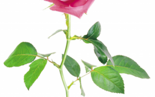 Роза с шипами