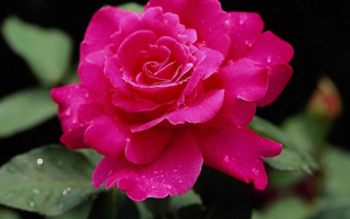 Малиновая роза