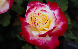 Желто-красная роза