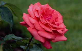 Уличная роза