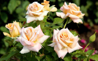 Чайно-гибридные розы