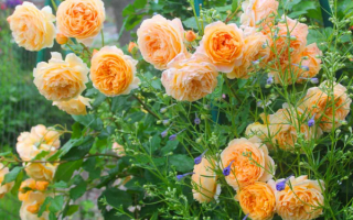 Английские розы  на клумбе