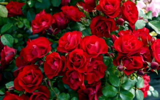 Блэк Форест Роуз