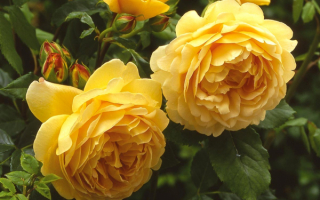 Голден селебрейшн