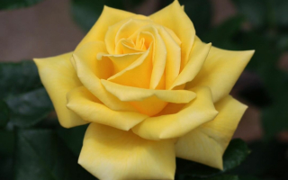 Желтая роза