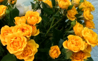Желтые розы