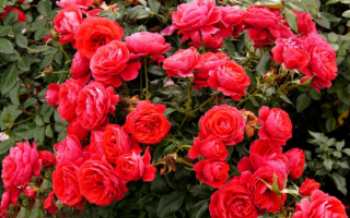 Плетистые розы красные