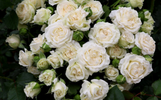 Плетистые розы белые