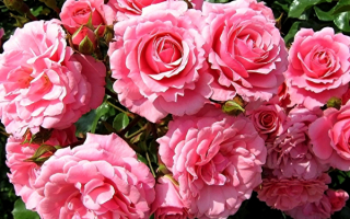 Розы розовые