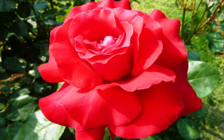 Красная роза