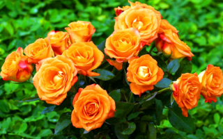 Оранжевые розы