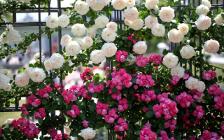 Плетистые розы