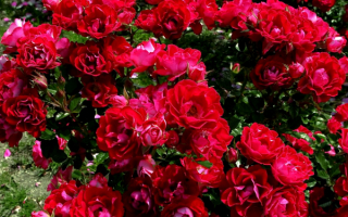 Розы красные кустовые