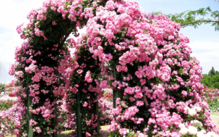 Плетистые розы