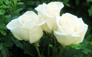 Белые розы - символ чистоты и невинности