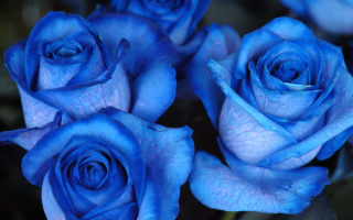 Синие розы  - это символ таинственности