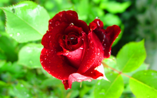 Красная роза в каплях