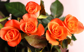 Оранжевые розы