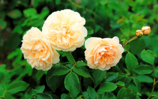 Английские розы