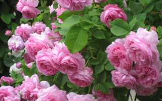 Бурбонские розы