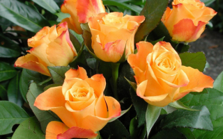 Бутоны  роз