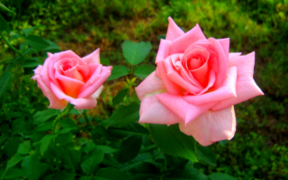 Две розы