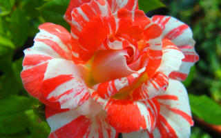 Двухцветная роза