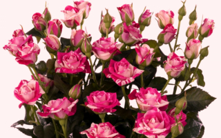 Мраморные розы