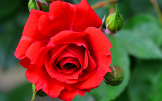 Роза красная