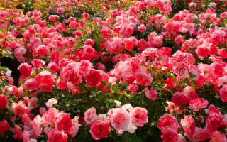 Розовые кусты