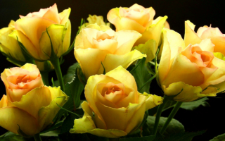 Розы на картинке