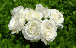 Белые розы