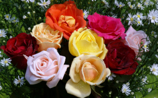 Красивые розы