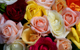 Разноцветные розы