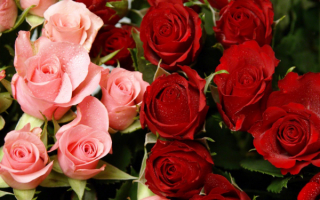 Розовые и красные розы