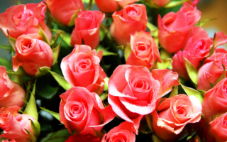 Розовые розы