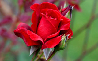 Красная роза