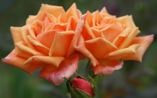 Оранжевые розы