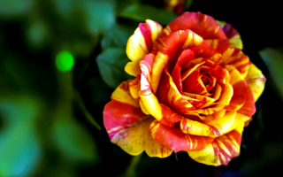 Роза желто-красная