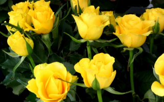 Желтые розы