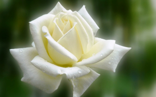 Белый бутон розы