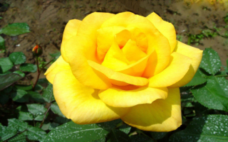Желтая роза