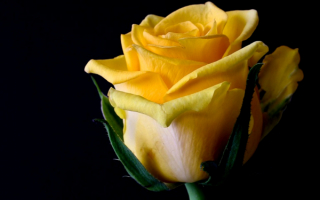 Желтый бутон розы