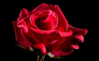 Красный бутон розы