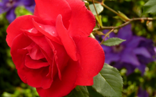 Роза красная